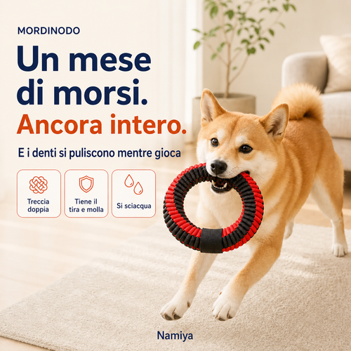 Shiba che trotta verso la camera con l’anello Rosso × Nero tra i denti