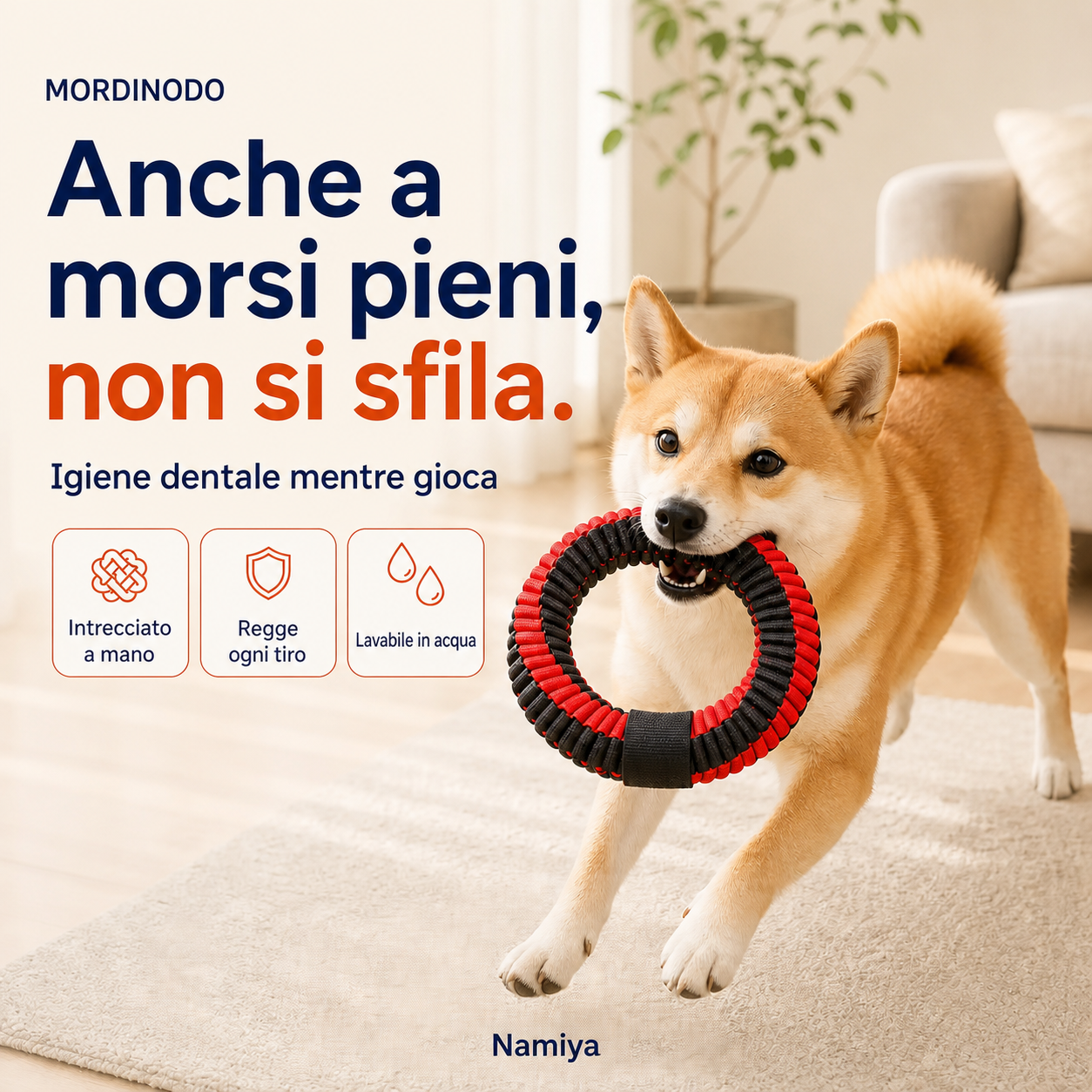 Cane che corre con in bocca l'anello Mordinodo Rosso × Nero